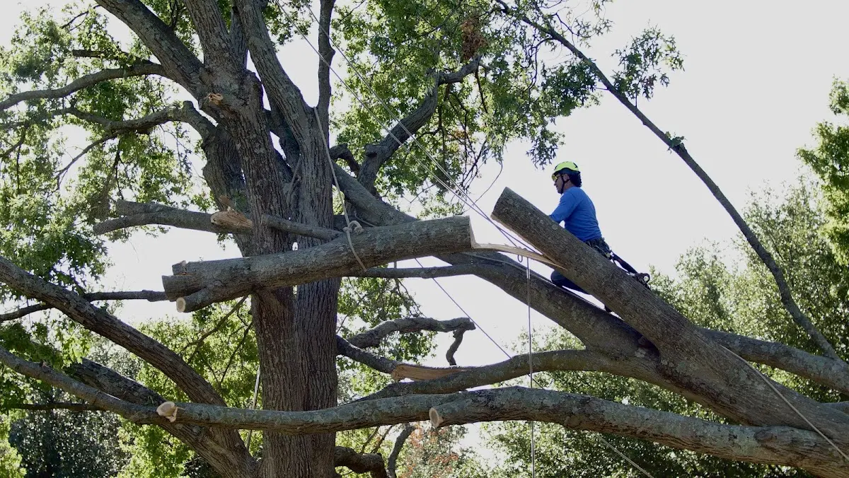 Professional Crown Thinning performed by certified arborists in Sheldon
